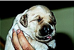 Eye opening at 8 days old (Golden Retriever puppy)