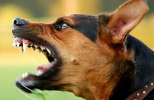 Une image contenant Race de chien, mammifère, chien, animal domestique

Description générée automatiquement